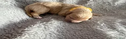 Cavapoo dogs for sale: 🧸⭐ F1 Health tested Cavapoos⭐🧸 - Advert 12