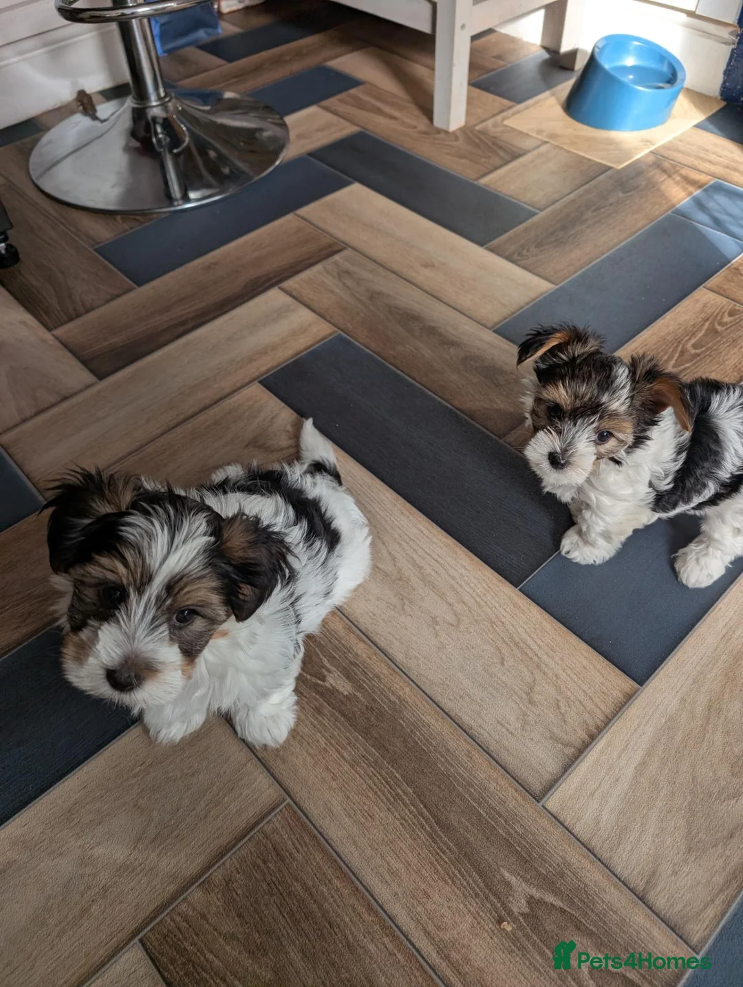 Biewer Terrier dogs for sale: Biewer terrier puppies x 2 boys - Advert 2
