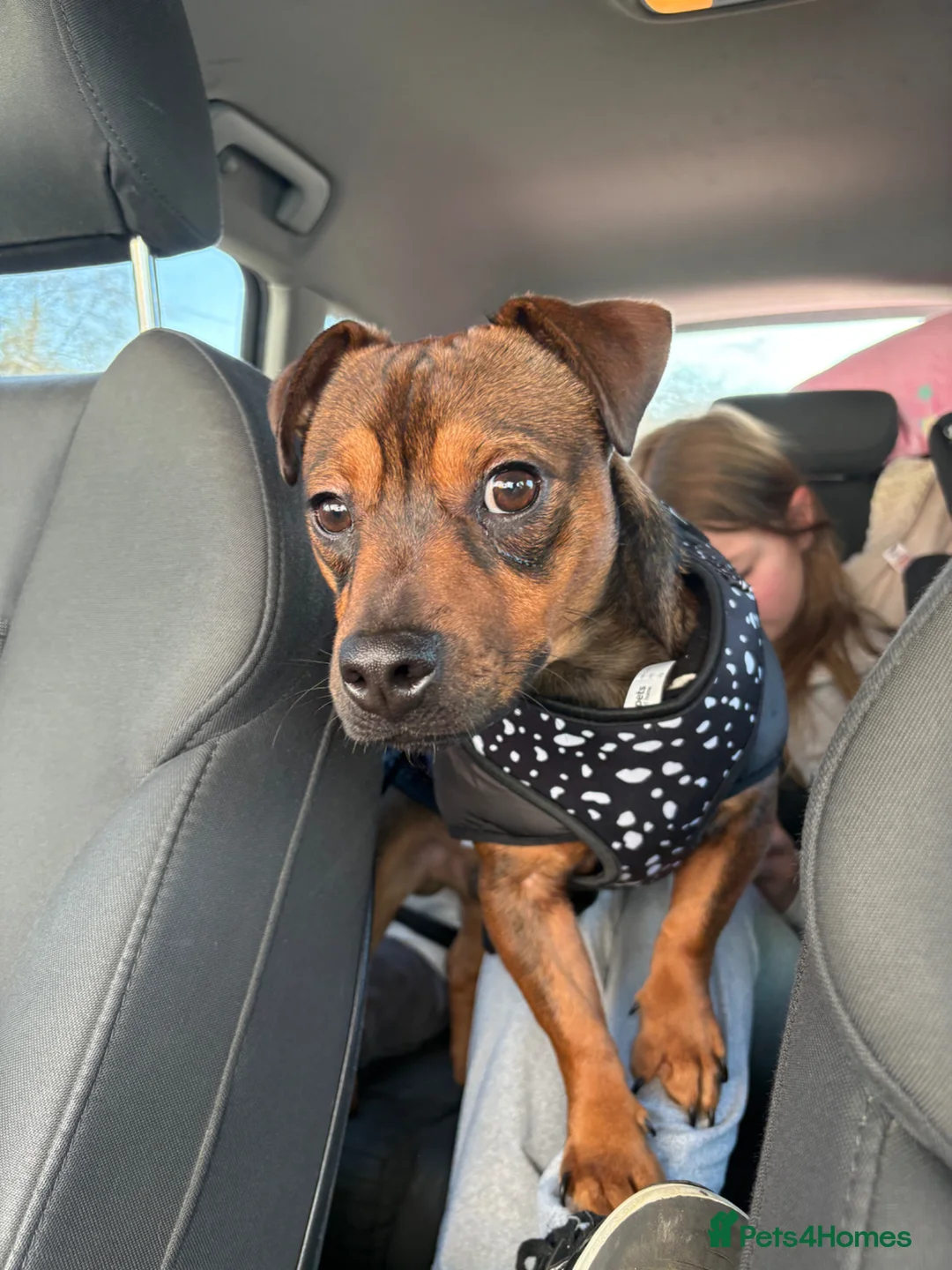 Chiweenie dogs for sale: Frankie  in Maidenhead - Advert 2