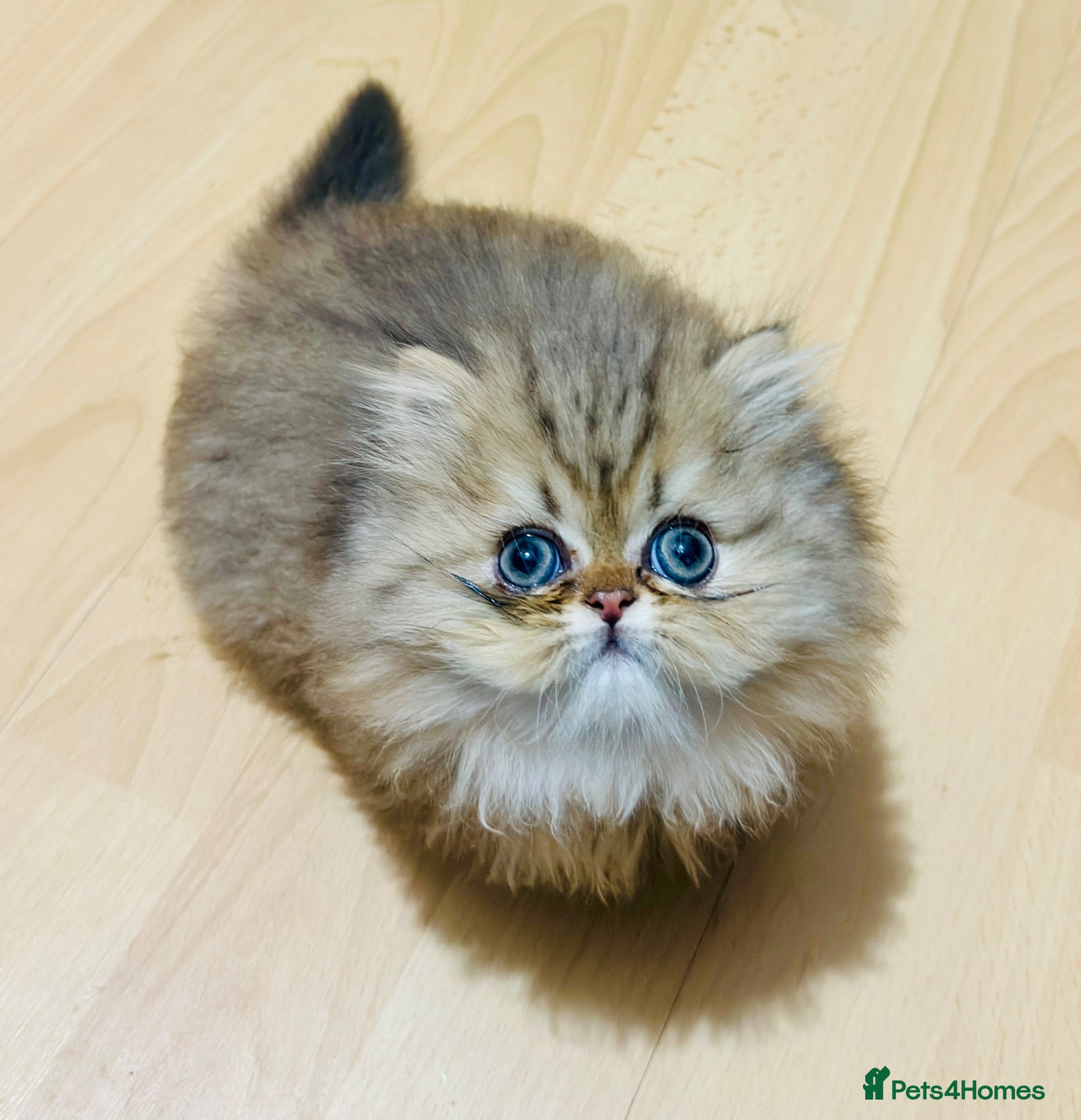 Persian cats Stunning Persian chinchilla kittens  - Advert 14