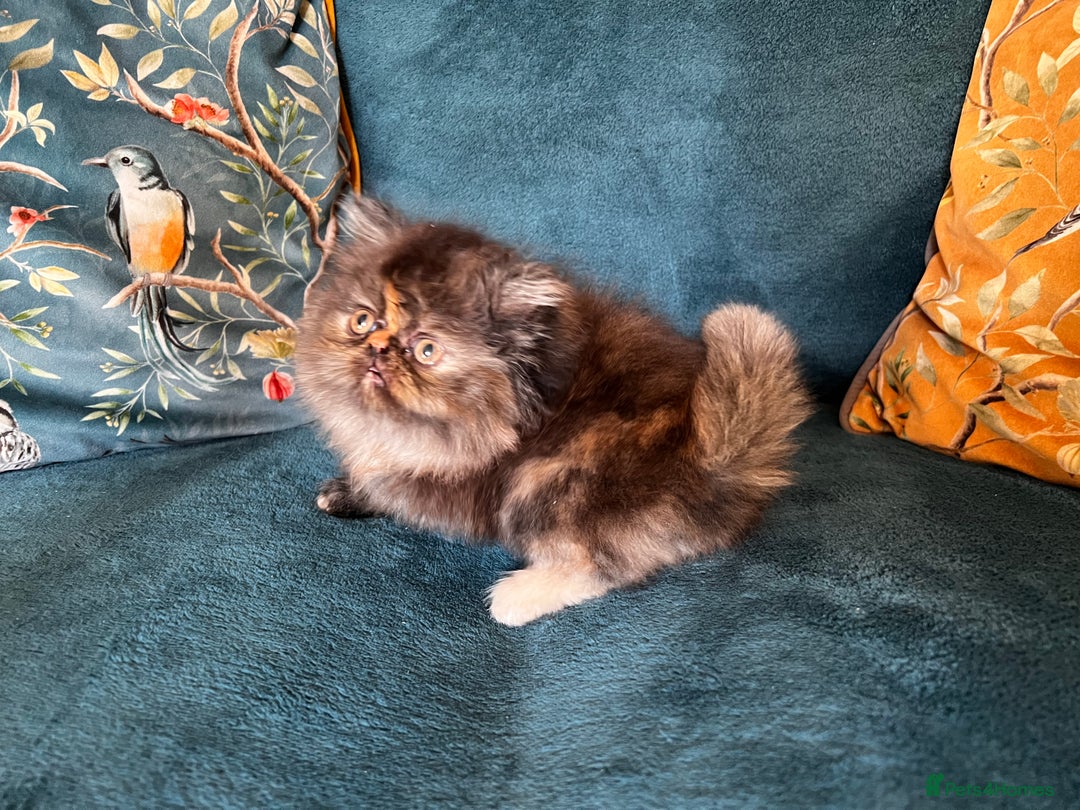 Persian cats for sale: Beautiful Persian Brother & 2 Sisters Available  - Image 10