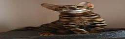 Toyger cats for sale: STUNNING WILD LOOKING TOYGER PEDIGREE CUBS - Advert 18
