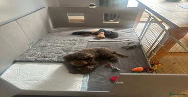 Cockapoo dogs - Advert 15