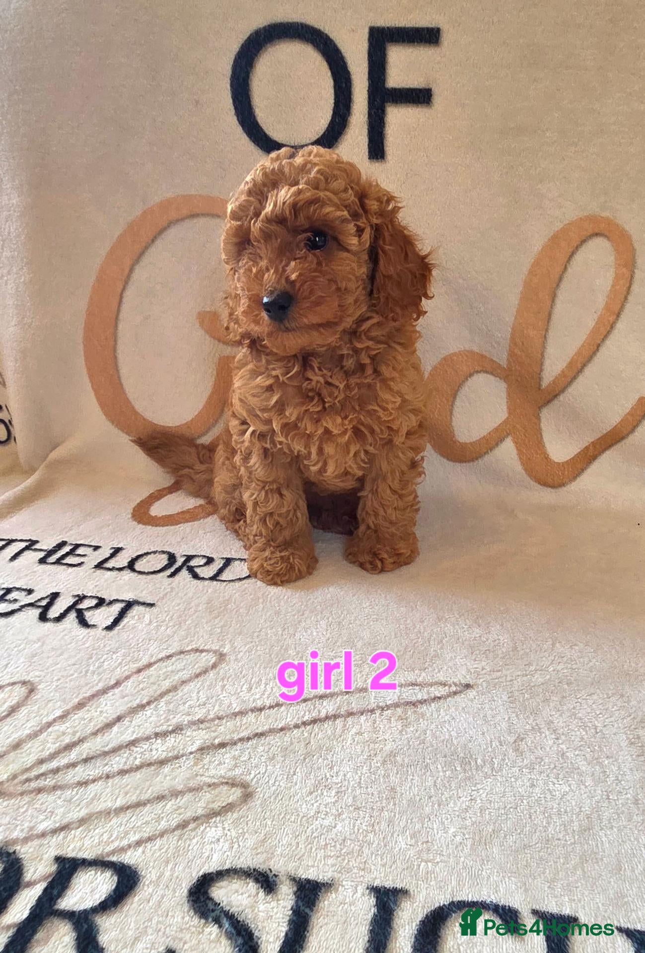 Cockapoo dogs F1BB cockapoos  - Advert 1