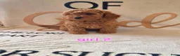 Cockapoo dogs for sale: F1BB cockapoos  - Advert 1