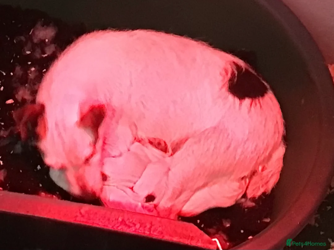 Parson Russell dogs for sale: KC Parson Russell  in Saint Ives - Advert 5