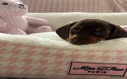 Miniature Dachshund dogs for sale: Miniature Dachshund  - Image 6