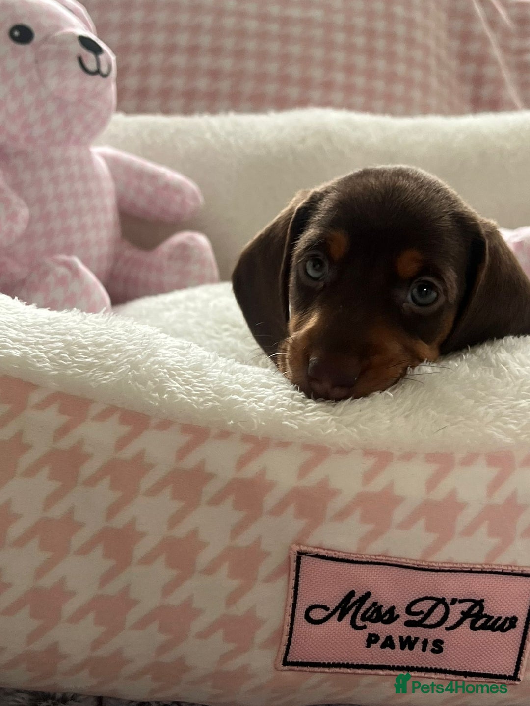 Miniature Dachshund dogs for sale: Miniature Dachshund  - Image 6