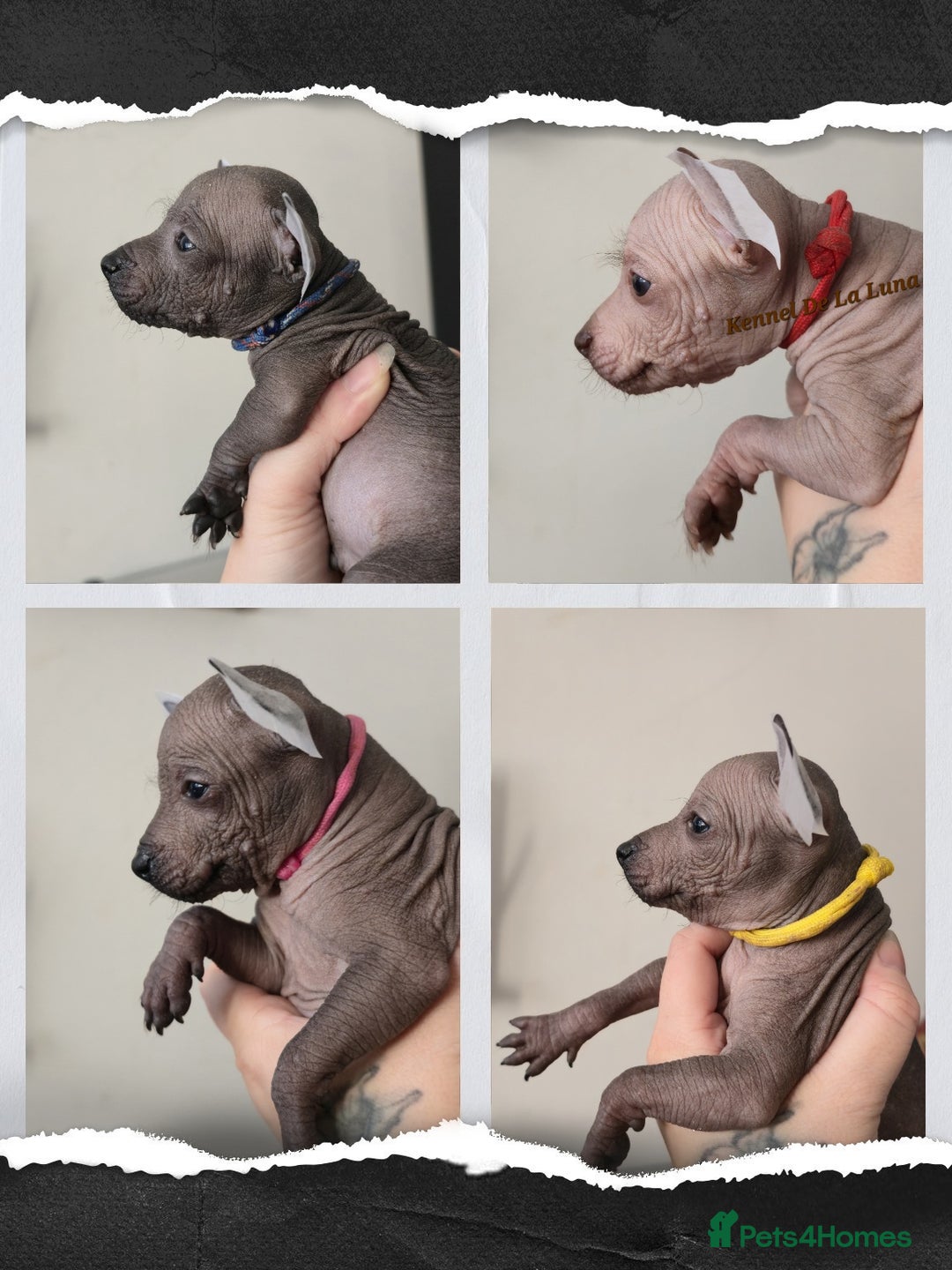 Mexican Hairless dogs for sale: Kc registered Xoloitzcuintle miniature puppies  - Advert 4