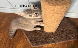 Mixed Breed cats for sale: Kittens (£250-£80) - Image 11
