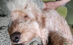 Cockapoo dogs for sale: Handsome Angel Boy Seeking Loving Forever Home. - Image 2