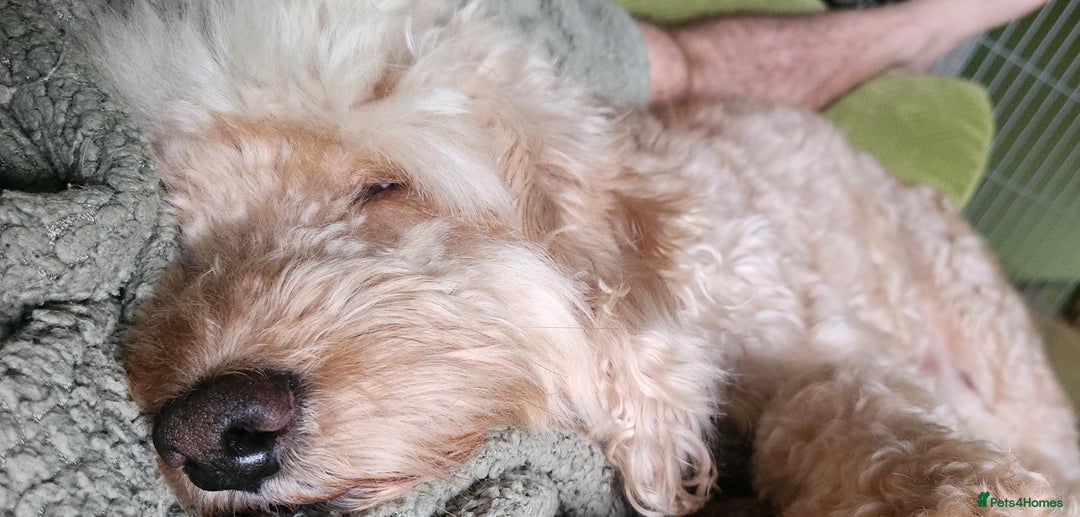 Cockapoo dogs for sale: Handsome Angel Boy Seeking Loving Forever Home. - Image 2