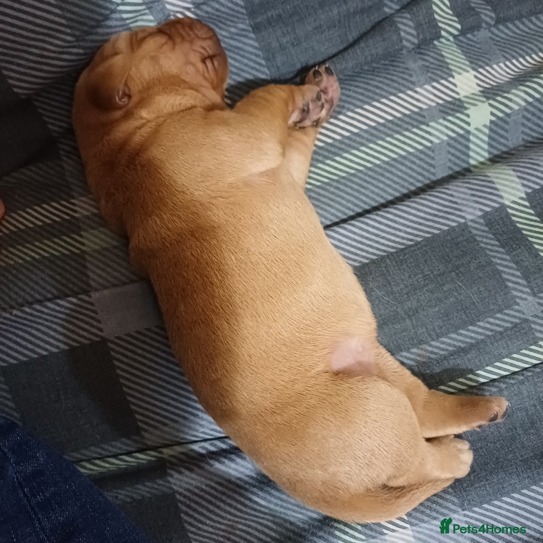Labrador Retriever dogs for sale: KC Registered Fox Red Labrador Puppies - Advert 3
