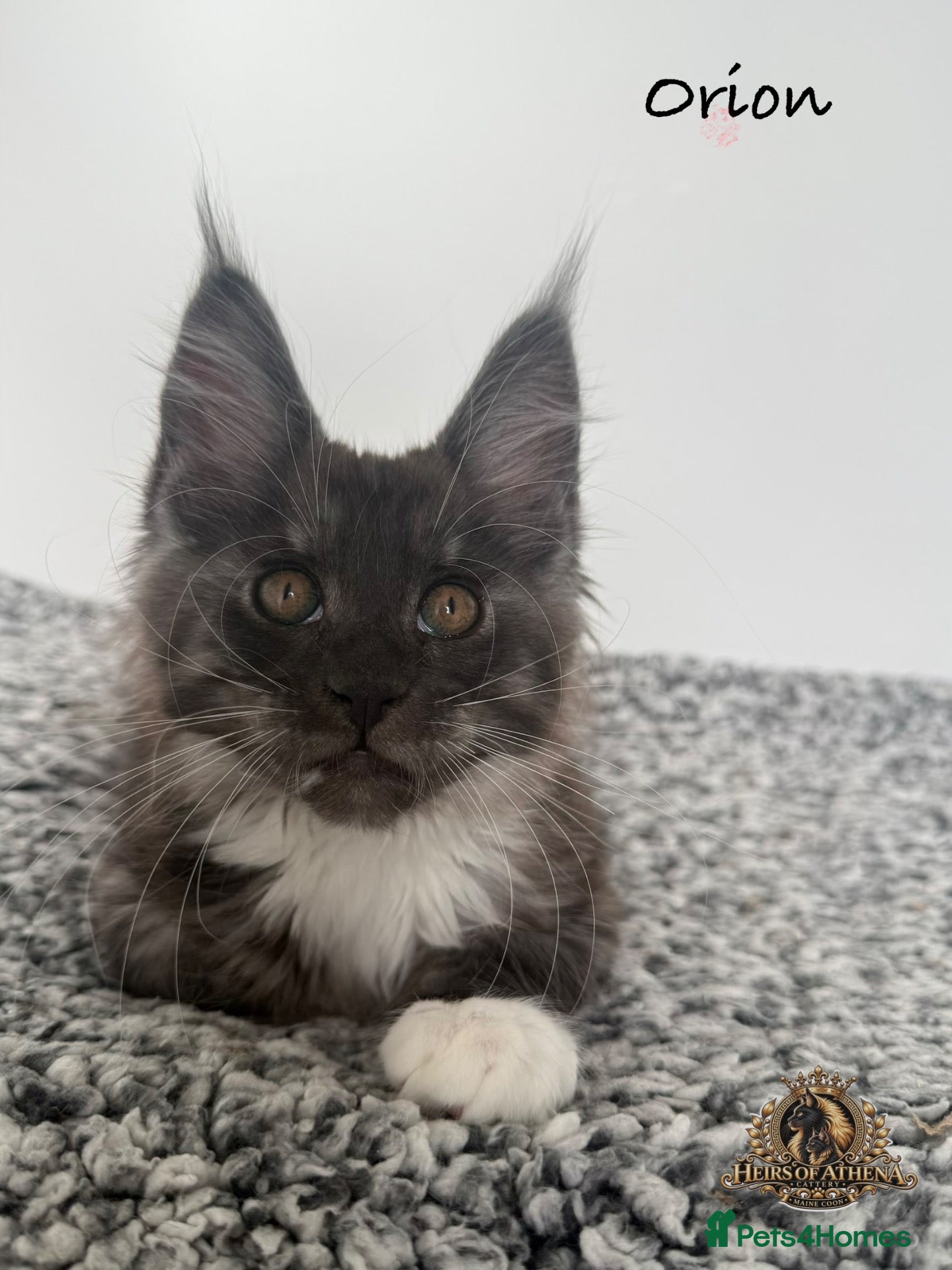 Maine Coon cats 🐾 Maine Coon Kittens TICA Registered 🐾 - Advert 2