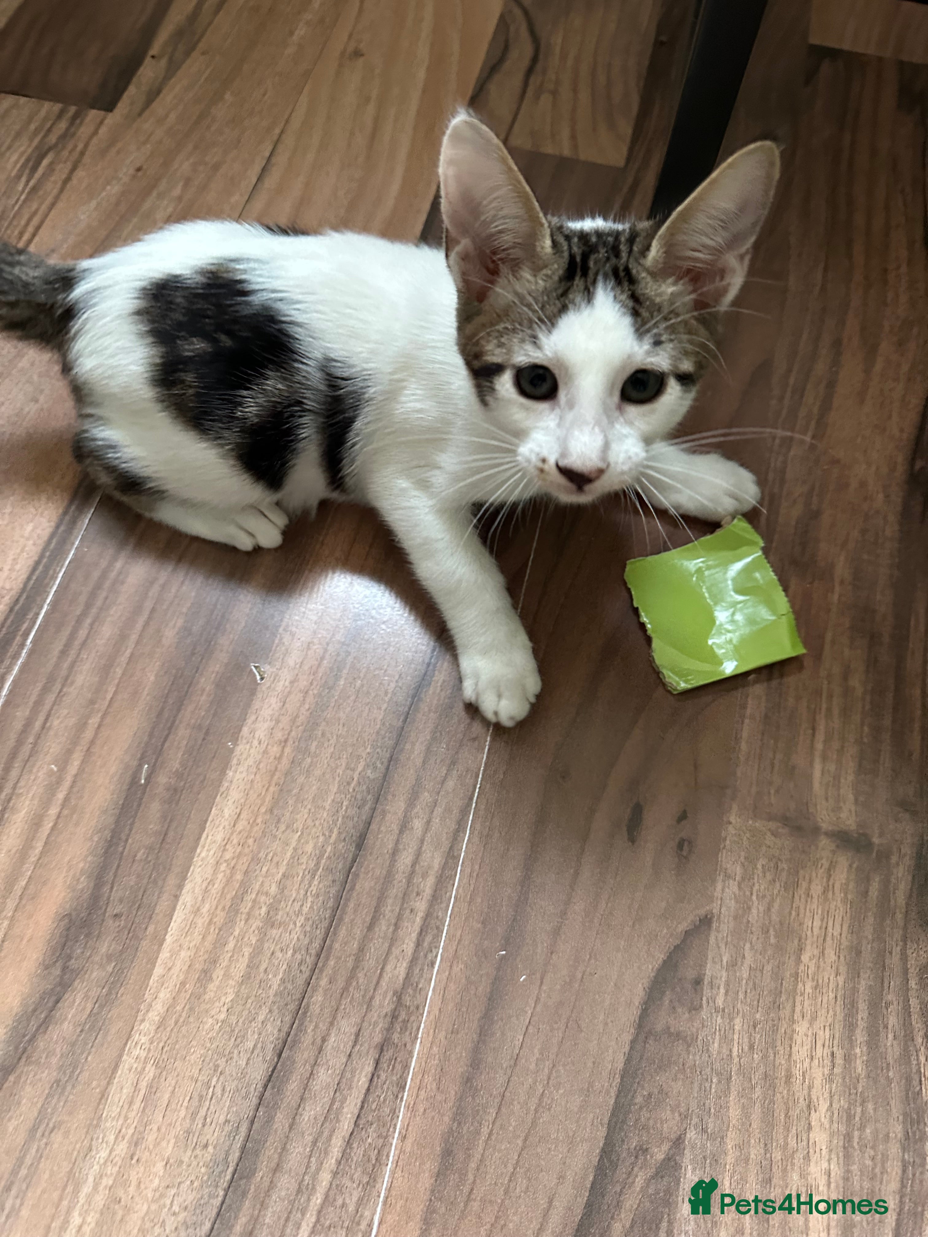 Mixed Breed cats Crossed Between Peterbald & White Bengal - Advert 3