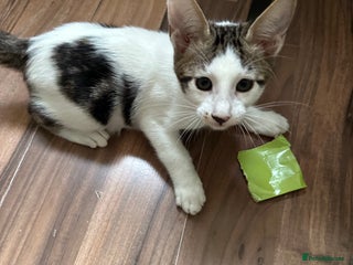 Mixed Breed cats Crossed Between Peterbald & White Bengal - Advert 3