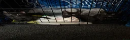 British Shorthair cats for sale: British shorthair x kittens  - Advert 7