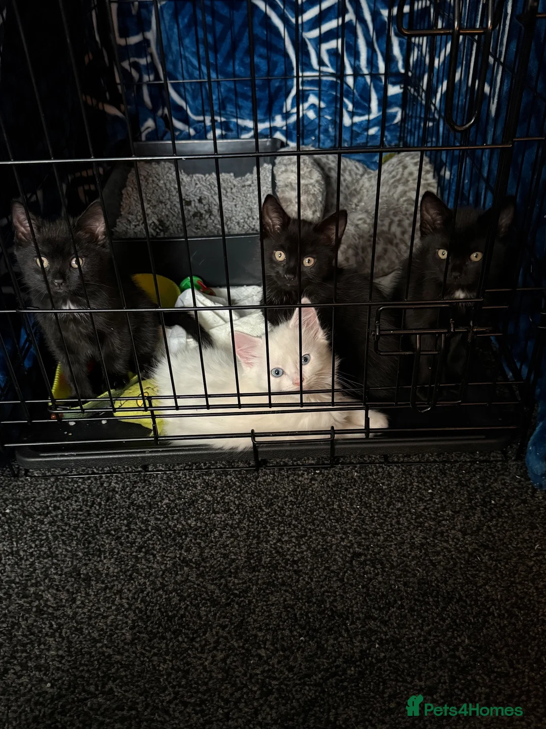 British Shorthair cats for sale: British shorthair x kittens  - Advert 7