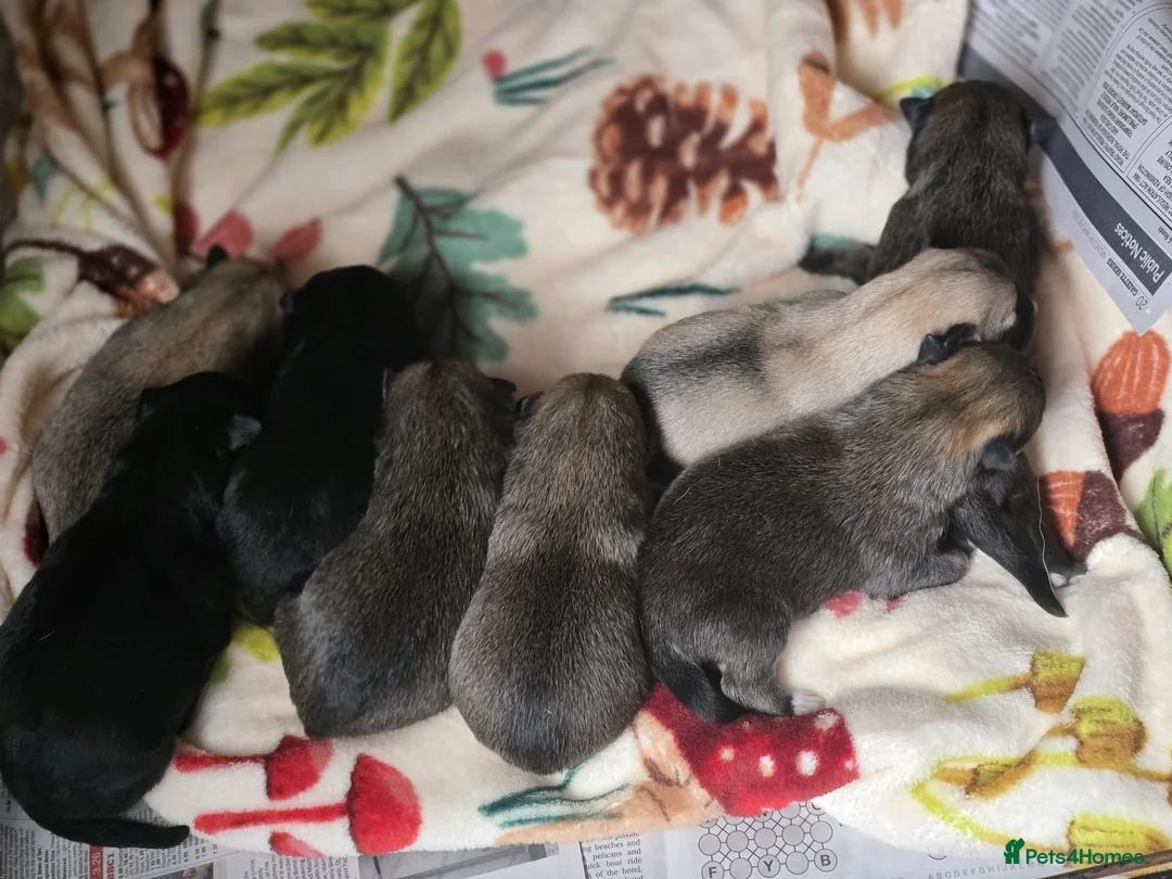 Mixed Breed dogs for sale: Lovely pups Mix of Mali& Husky in London - Advert 2