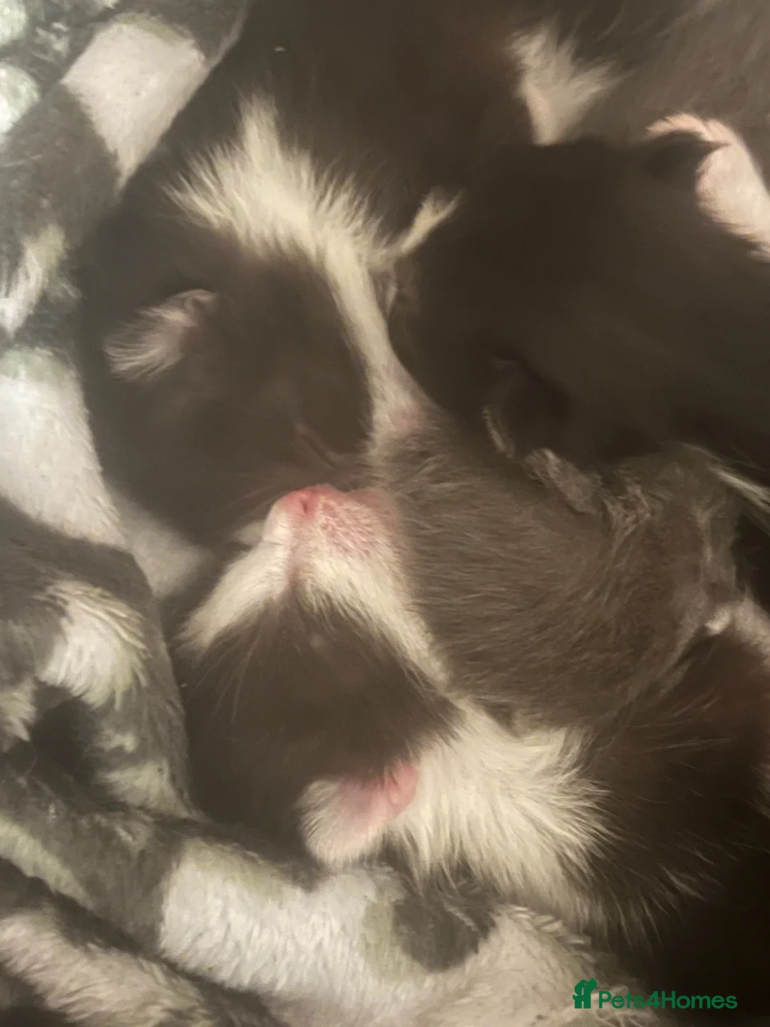 Mixed Breed cats for sale: Kittens for sale in Romsey - Advert 7