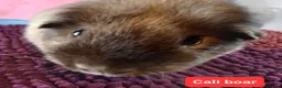 Guinea Pig rodents for sale: Rex sows/boars, Aby, cali guinea pigs. - Advert 17