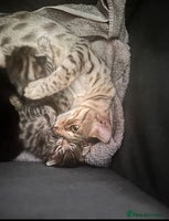 Savannah cats - Advert 4