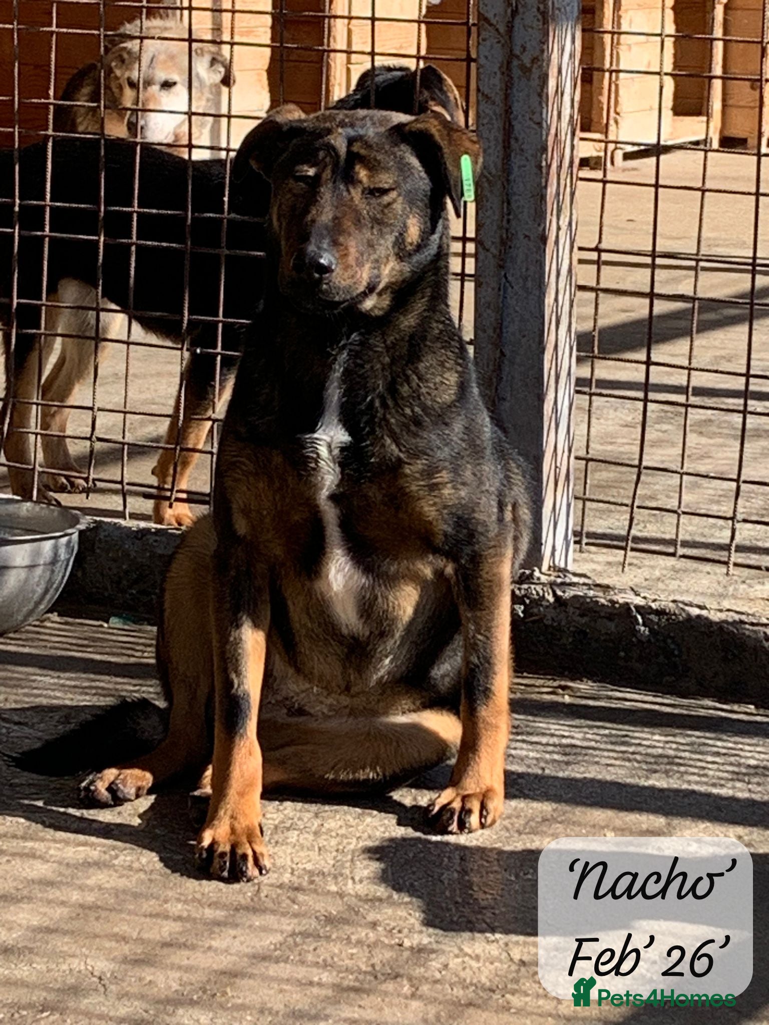 Mixed Breed dogs Nacho, 10-12 months old. Available for adoption. in Brixham - Advert 5