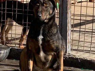 Mixed Breed dogs Nacho, 10-12 months old. Available for adoption. in Brixham - Advert 5