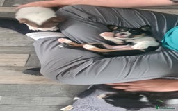 Border Collie dogs for sale: Border collie puppies  - Image 7