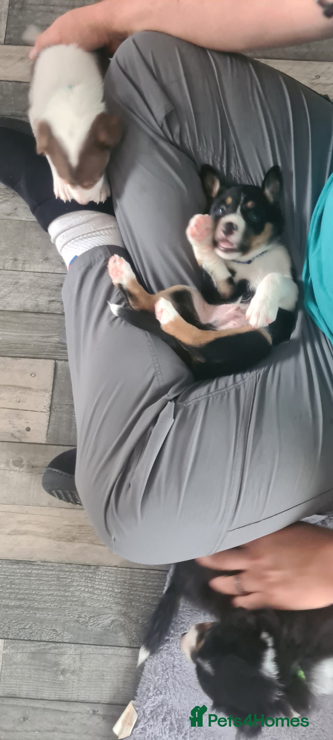 Border Collie dogs for sale: Border collie puppies  - Image 7