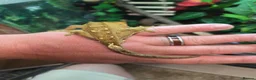 Gecko reptiles for sale: Crested gecko exo terra pro in Burton-on-Trent - Advert 3