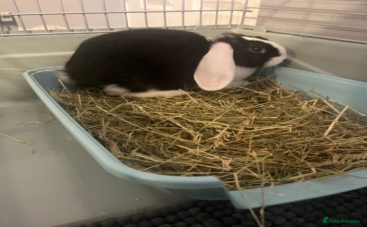 Mini Lop rabbits - Advert 14