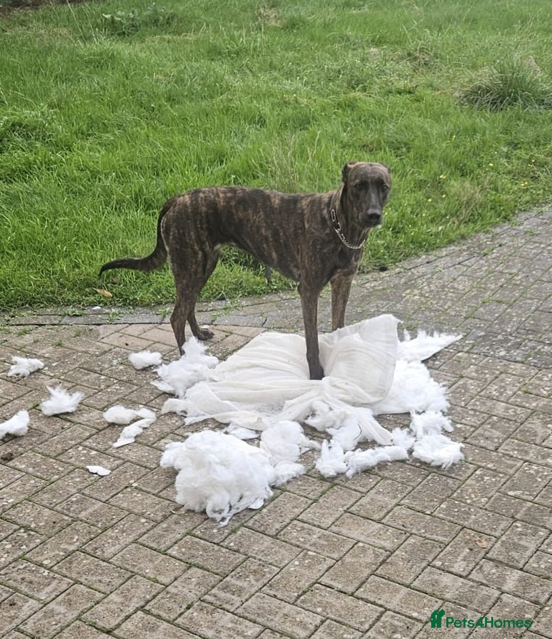 Lurcher dogs for sale: Adorable Young Lady called Mabel - Advert 4