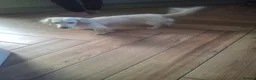 Dachshund dogs for sale: Beautiful mini dachshund puppies  - Advert 2