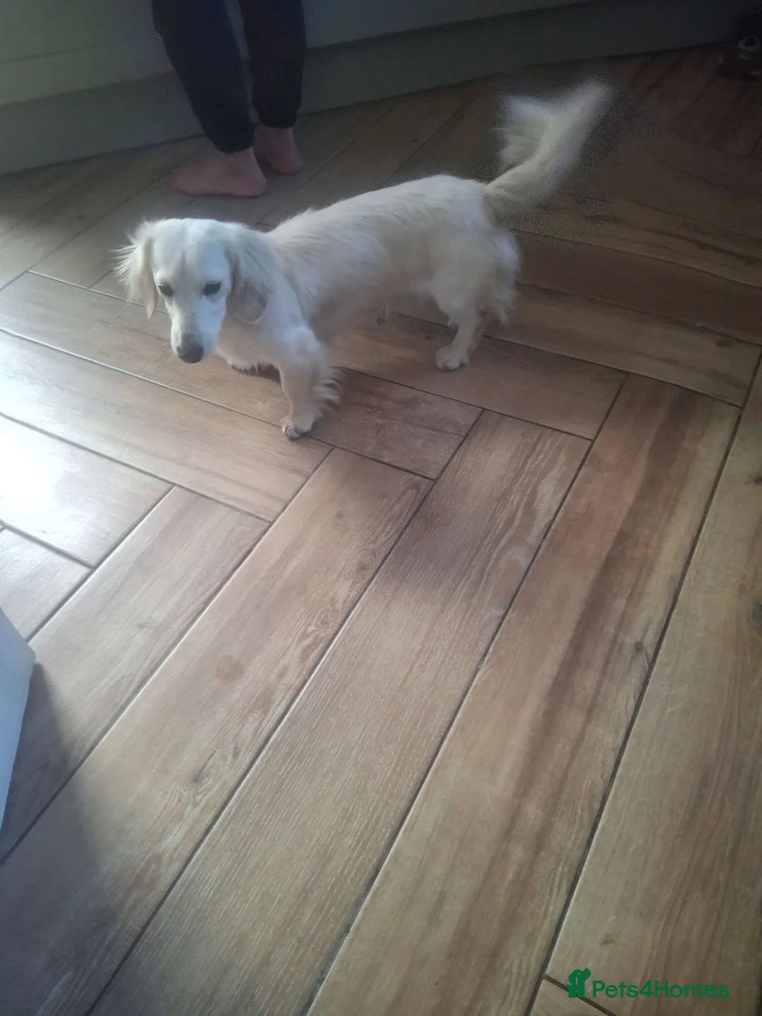 Dachshund dogs for sale: Beautiful mini dachshund puppies  - Advert 2