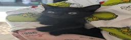 Mixed Breed cats for sale: Black Kittens for Sale - Advert 4