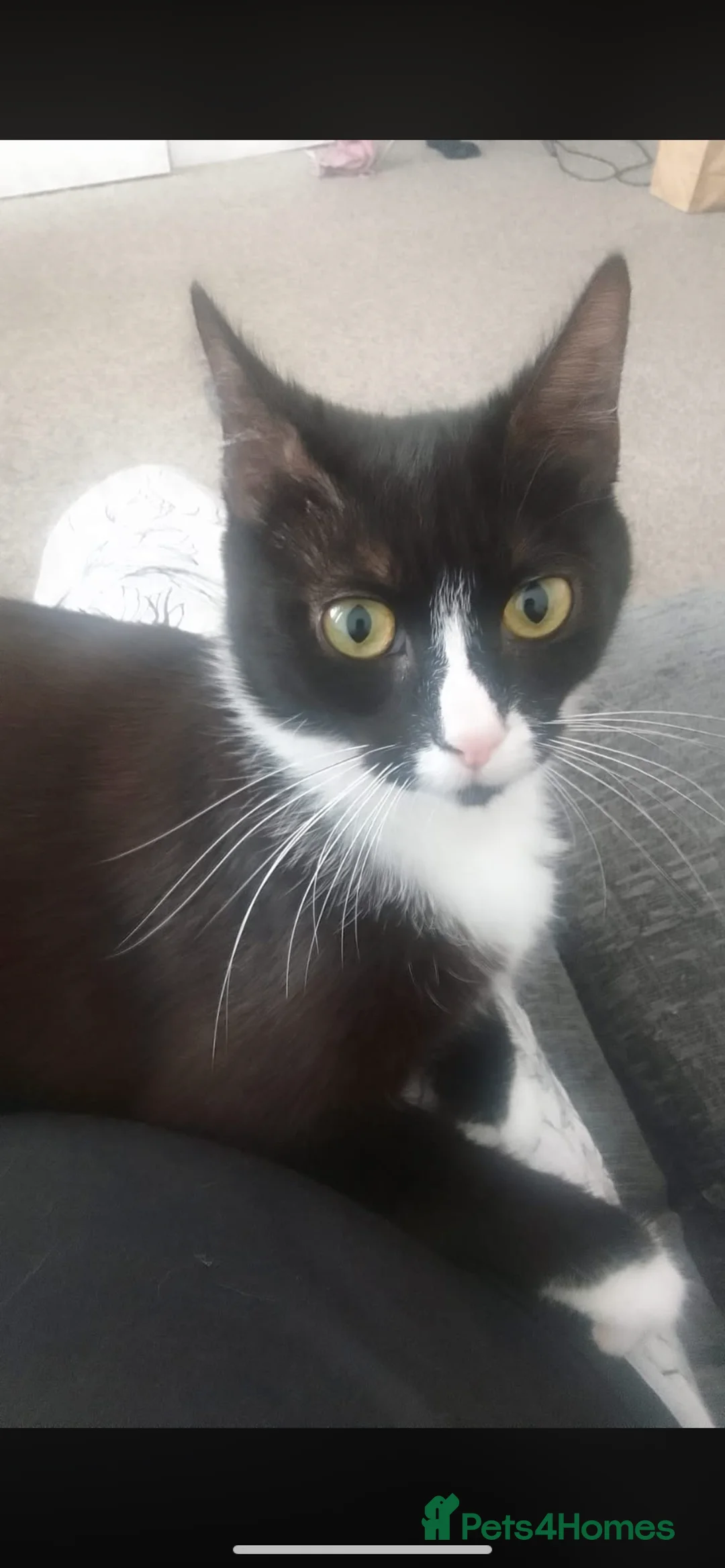 Mixed Breed cats for sale: One Black male kitten left in Swindon - Advert 2