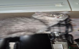 Scottish Fold cats for sale: 1 boy and 1 girl left Amazing Scottish Straights  in Ивсхам - Image 26