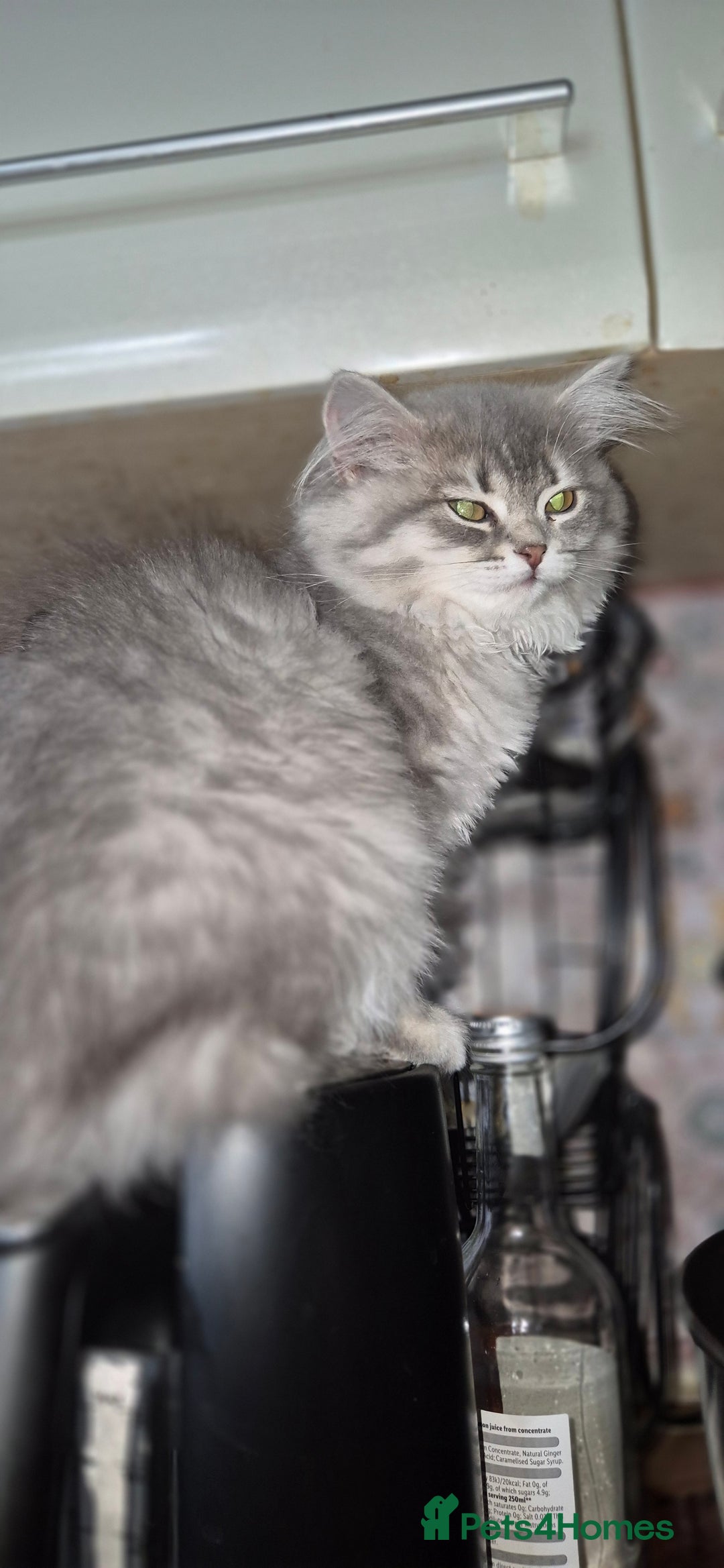 Scottish Fold cats for sale: 1 boy and 1 girl left Amazing Scottish Straights  in Ивсхам - Image 26