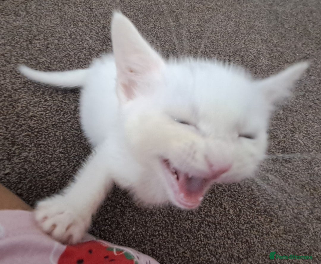 Mixed Breed cats for sale: 3 Stunning female kittens ready for their new home - Advert 20