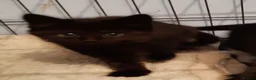Mixed Breed cats for adoption: 3 Lovely rescue kittens in Potters Bar - Advert 4