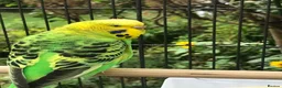 Budgerigars birds for sale: Beautiful Pair of Budgies Looking for Loving Home in Dunbar - Advert 3