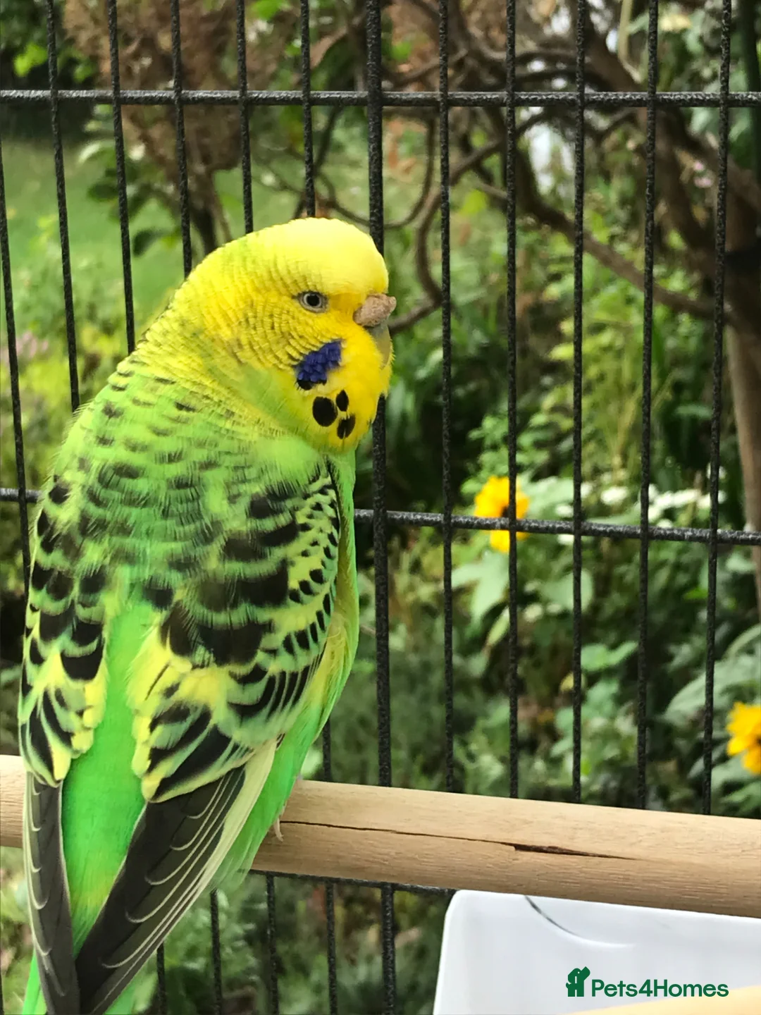 Budgerigars birds for sale: Beautiful Pair of Budgies Looking for Loving Home in Dunbar - Advert 3