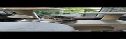 Mixed Breed cats for sale: 🐾 6 Beautiful Tabby Kittens 🐾 - Advert 11