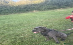 Cane Corso dogs for sale: 11 months old Cane corso for sale - Advert 3