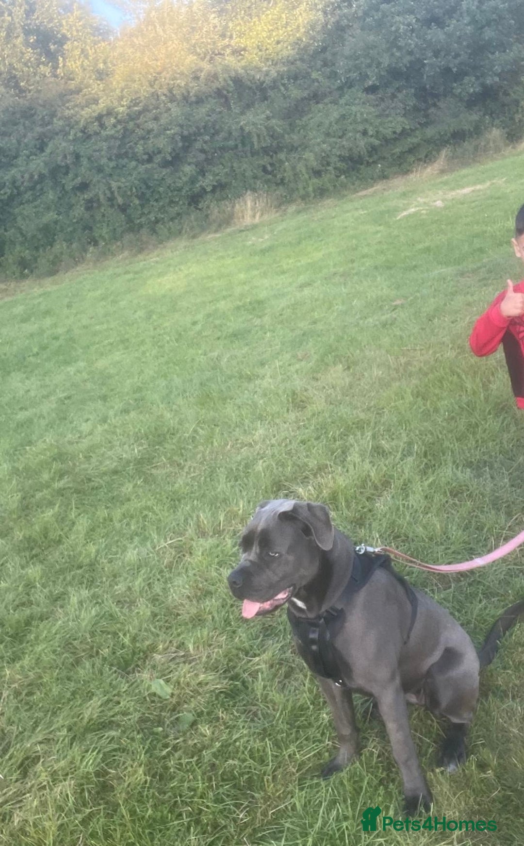 Cane Corso dogs for sale: 11 months old Cane corso for sale - Advert 3