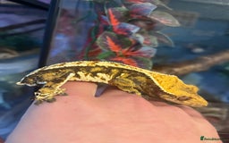 Gecko reptiles for sale: Crested geckos for sale  - Image 7