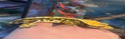 Gecko reptiles for sale: Crested geckos for sale  - Advert 7