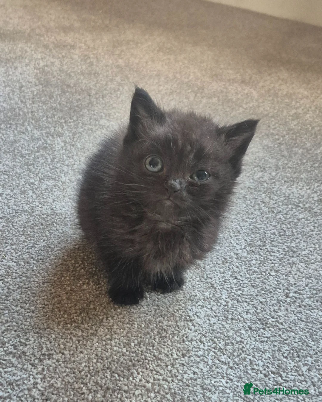 British Shorthair cats for sale: British Shorthair X kittens - Advert 1