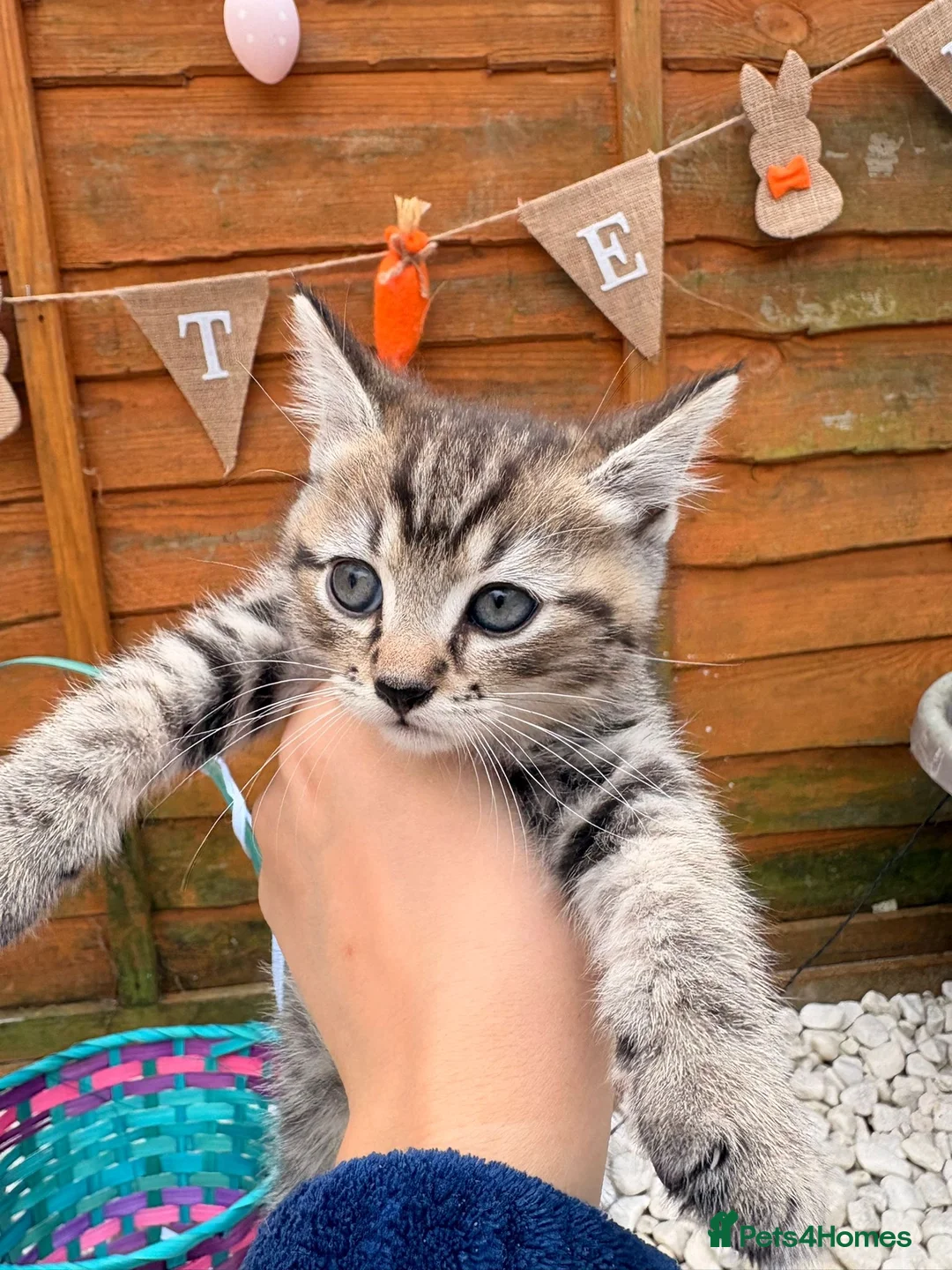 Mixed Breed cats for sale: 2 Adorable kittens 1x male & 1x female. - Advert 7